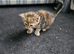 Kittens looking for loving homes only