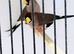 Masked Grassfinch