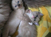 Colour Point Kittens