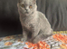 Scottish fold for sale
