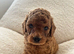 Absolutely adorable, Tiny Toy Poodles
