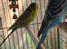 Pair of budgies