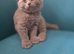 3 Scotish Fold shorthair