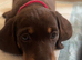 Last girl miniature dachshund!
