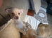 Chihuahua puppy