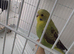 Baby black wing budgies