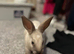 Grey and white bunny