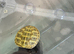Horsfield tortoise