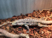 Argentina Tegu