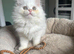 Persian Kittens