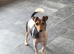 Traditional Miniature Jack Russell