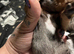 Stunning French x jack x daxi pups