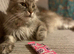 Beautiful female maincoon x