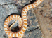 Red Albino Western Hognose at Birmingham Reptiles