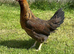 Coloured hybrid hens at pol