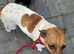 Boy puppy Norfolk Terrier x Jackrussell