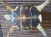 Horsfield Male Tortoise