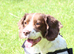 Female English Springer Spaniel (Cassy)