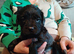6 Frenchie x Sprocker pups