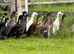 7 WEEK OLD INDIAN RUNNER DUCKS