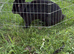 Raven the rabbit