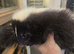 Skunk kits