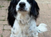 Cocker Spaniel puppys for sale 2 black and white boys 2 black and white girls