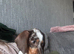 Male miniature dachshund