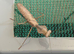 Various surplus inverts for sale - stick/leaf insects, mantis, snails