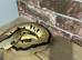 Batman Enchi Royal Python (read description)