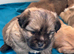 Beautiful sheltie cross Shih Tzu
