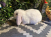 X2 blue eyed white mini lop boys