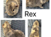 X2 male guinea pigs.
