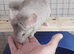 Lovely Chinchilla kit available for a loving home