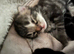 Stunning Bengal X kittens
