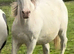 Appaloosas cross cob