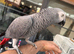 African grey for sale