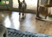 2 French bulldog girl looking for a new home.