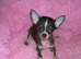 Small Chihuahua puppies 1 Black/tan male 1 Fawn Female