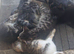 4 kittens girls left