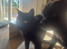 Black Male Cat