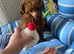 Tiny poodle asian boy