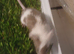 Tri coloured pet mice delivery available