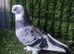 Kurdish pigeon