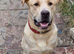 German Shepherd cross bulldog latte 1 year old