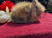Lionhead Baby Bunnies