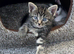 Beautiful kittens ready for their new homes