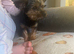 Yorkshire terrier boy
