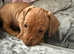 8 week old re brindle male
