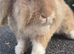 Mini lion lop bunnies
